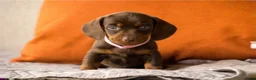 Teckel (korthaar)  honden te koop: Prachtige korthaar dwergteckel pups - Advertentie 6