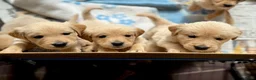Golden Retriever honden te koop: 3 leuke teefjes zoeken een warm nest!  - Advertentie 3