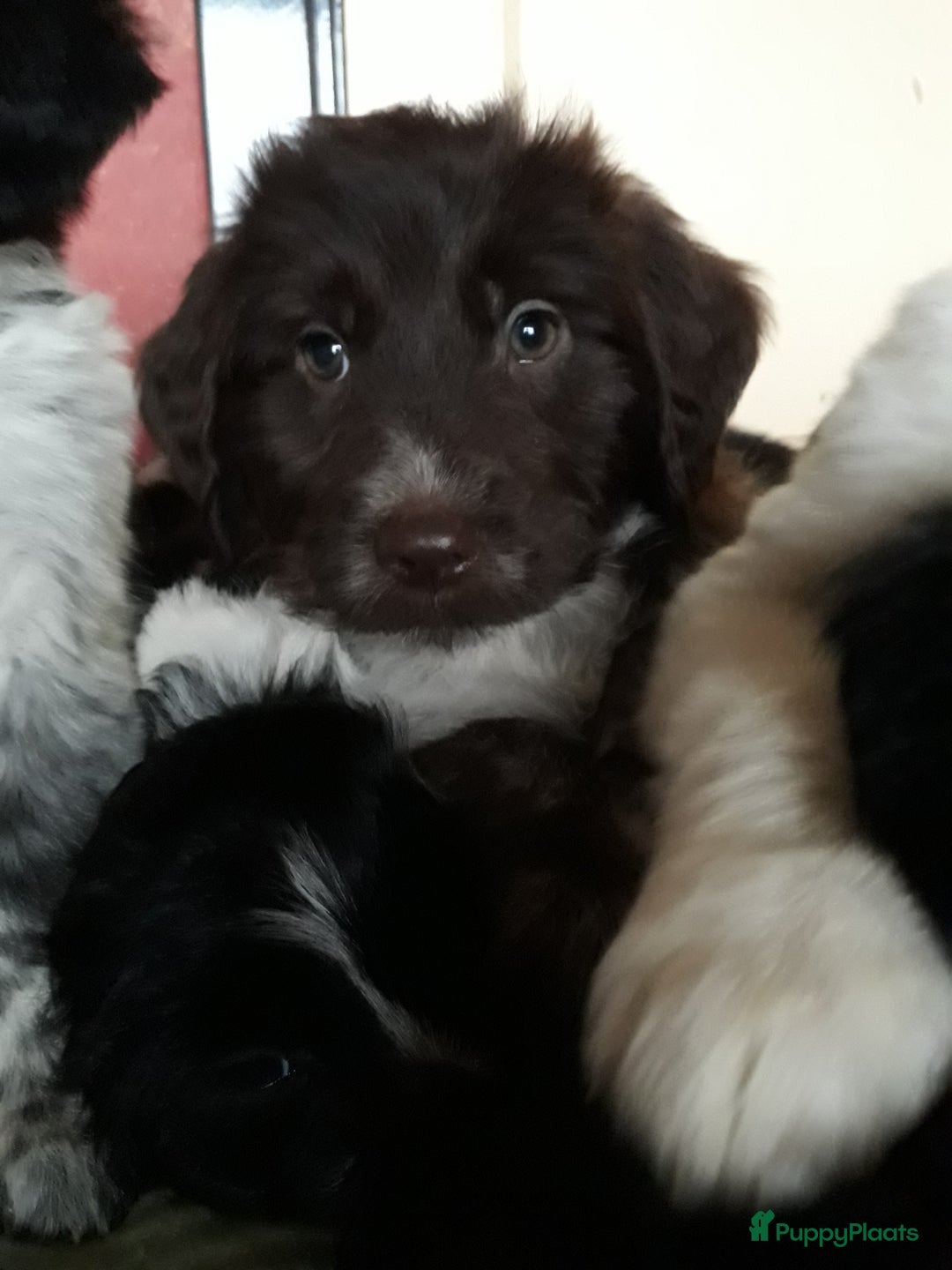 Kruising honden te koop: Leuke en lieve kruising pups(1 reutje beschikbaar) - Advertentie 11