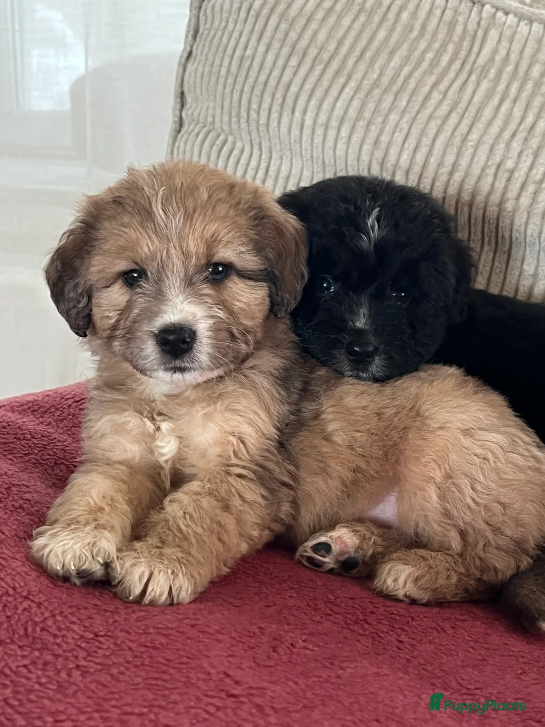 Kruising honden te koop: Prachtige aussidoodle pups - Advertentie 10