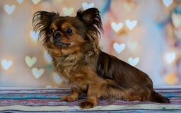 Chihuahua honden te koop: Chihuahua langhaar pupjes - Afbeelding 12