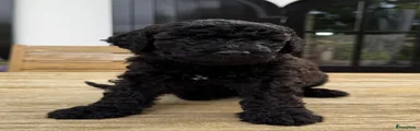 Labradoodle 2