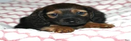 Teckel (langhaar) honden te koop: Langhaar dwergteckel reutje - Advertentie 9