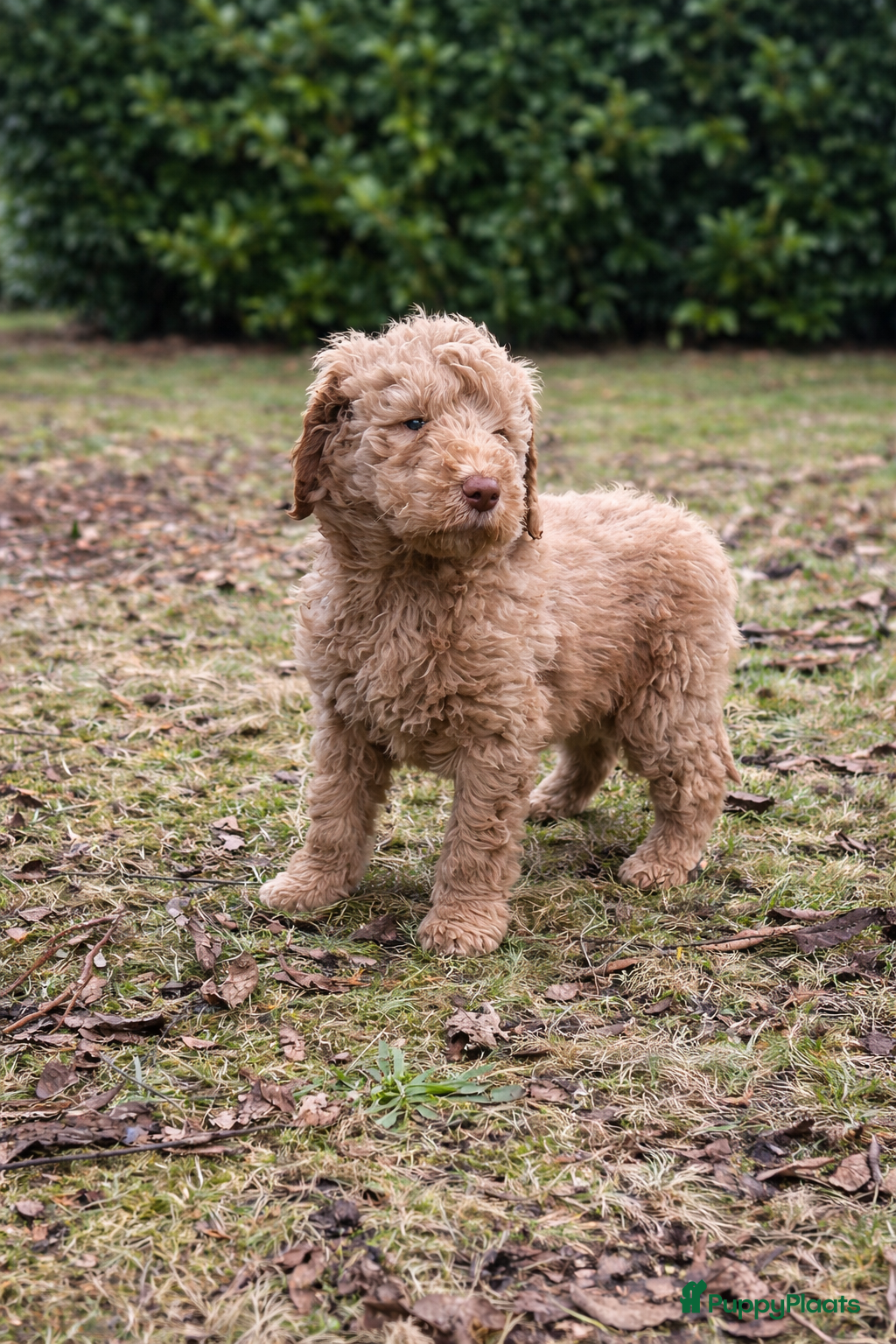 Labradoodle honden Labradoodle pups - Advertentie 2
