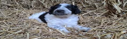 Kruising honden te koop: Lieve pups Stabij x Poedel - Advertentie 3