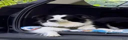 Border Collie honden te koop: Pups verwacht in Franeker - Advertentie 6