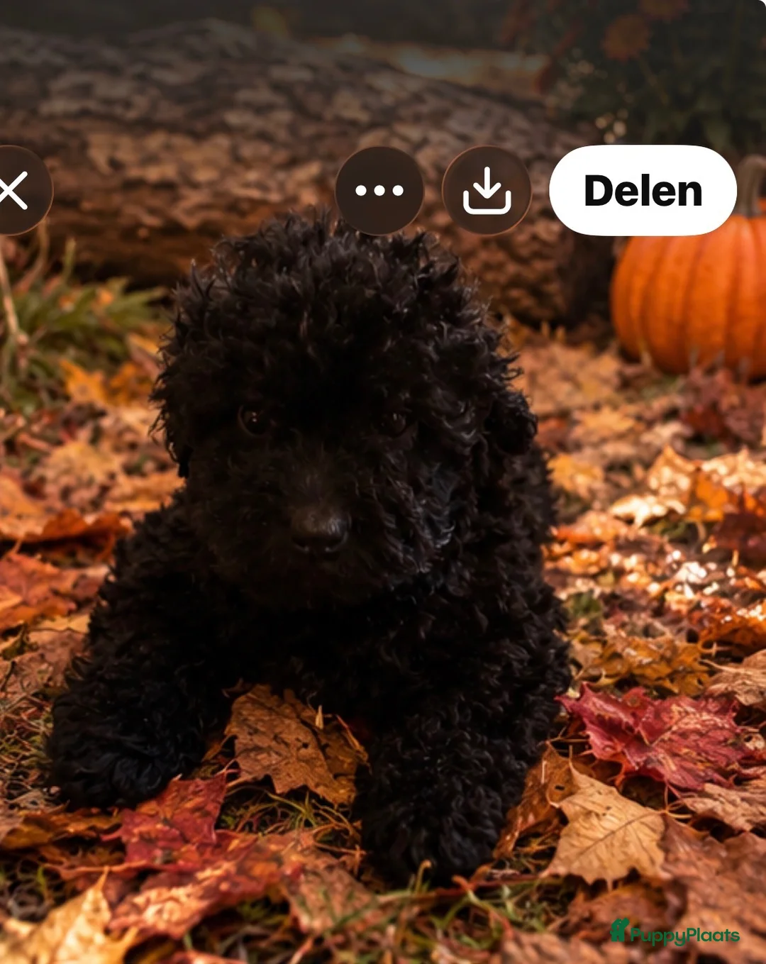 Australian Labradoodle honden te koop: Mini Labradoodle  - Advertentie 2