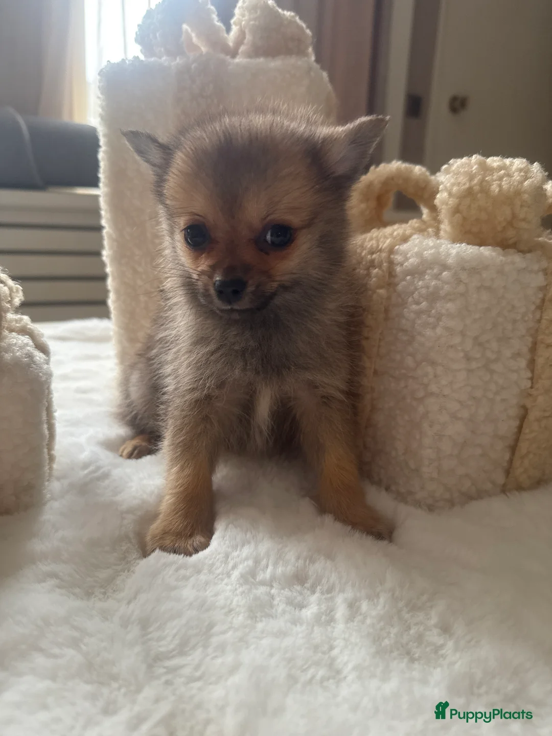 Pomsky honden te koop: 2 pomsky x pomeriaan teefjes  - Advertentie 6