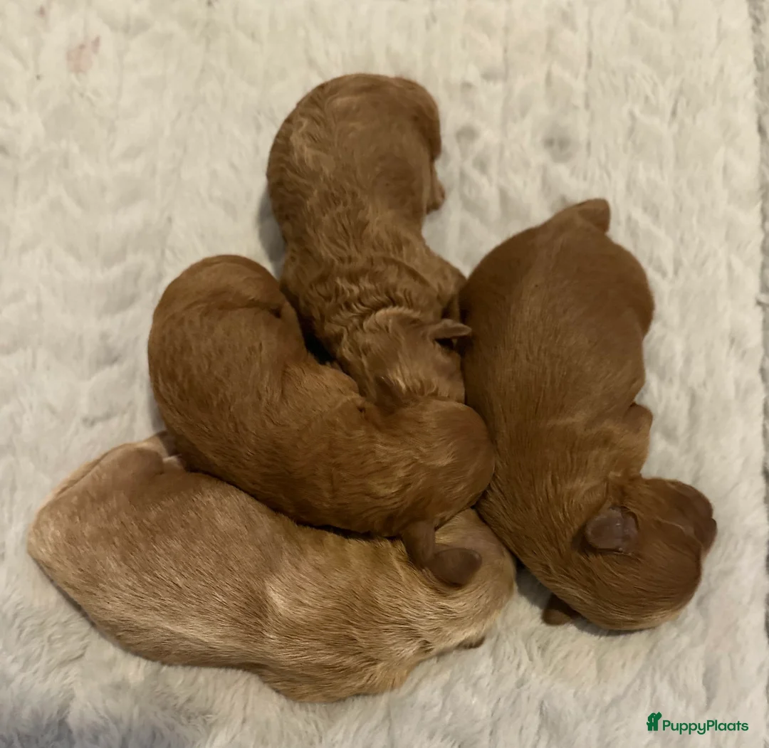 Maltipoo honden te koop: Prachtige Mini Maltipoo pups zeldzame kleuren! - Advertentie 2