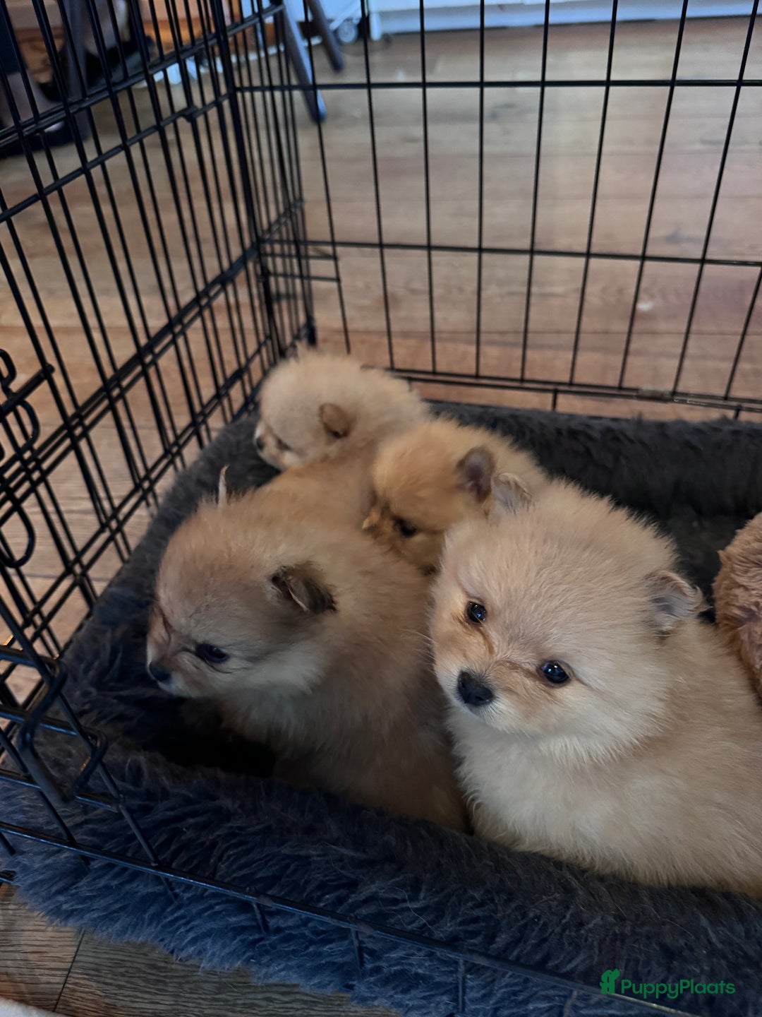 Pomeriaan honden te koop: Cute Pomeriaan Pups – Klaar voor Kerst! - Advertentie 5