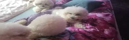 Bichon Frisé honden te koop: Prachtige Bichon Frisé met stamboom - Advertentie 7