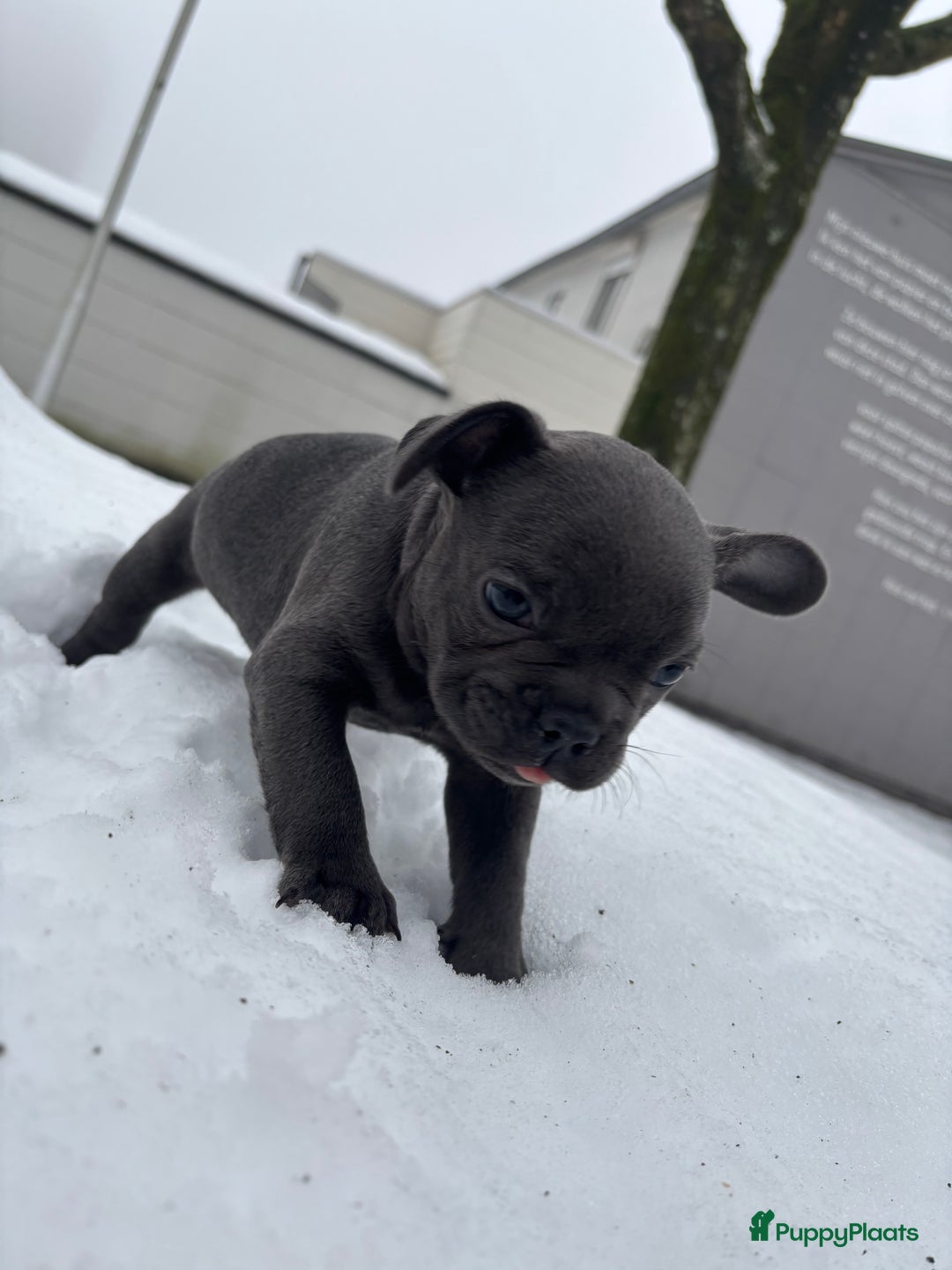 Franse Bulldog honden te koop: Franse Bulldog pups - Advertentie 7