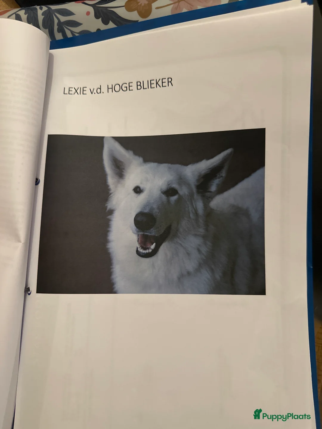 Zwitserse Witte Herdershond honden te koop: zwitserse herder - Advertentie 5