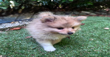 Keeshond honden - Advertentie 5