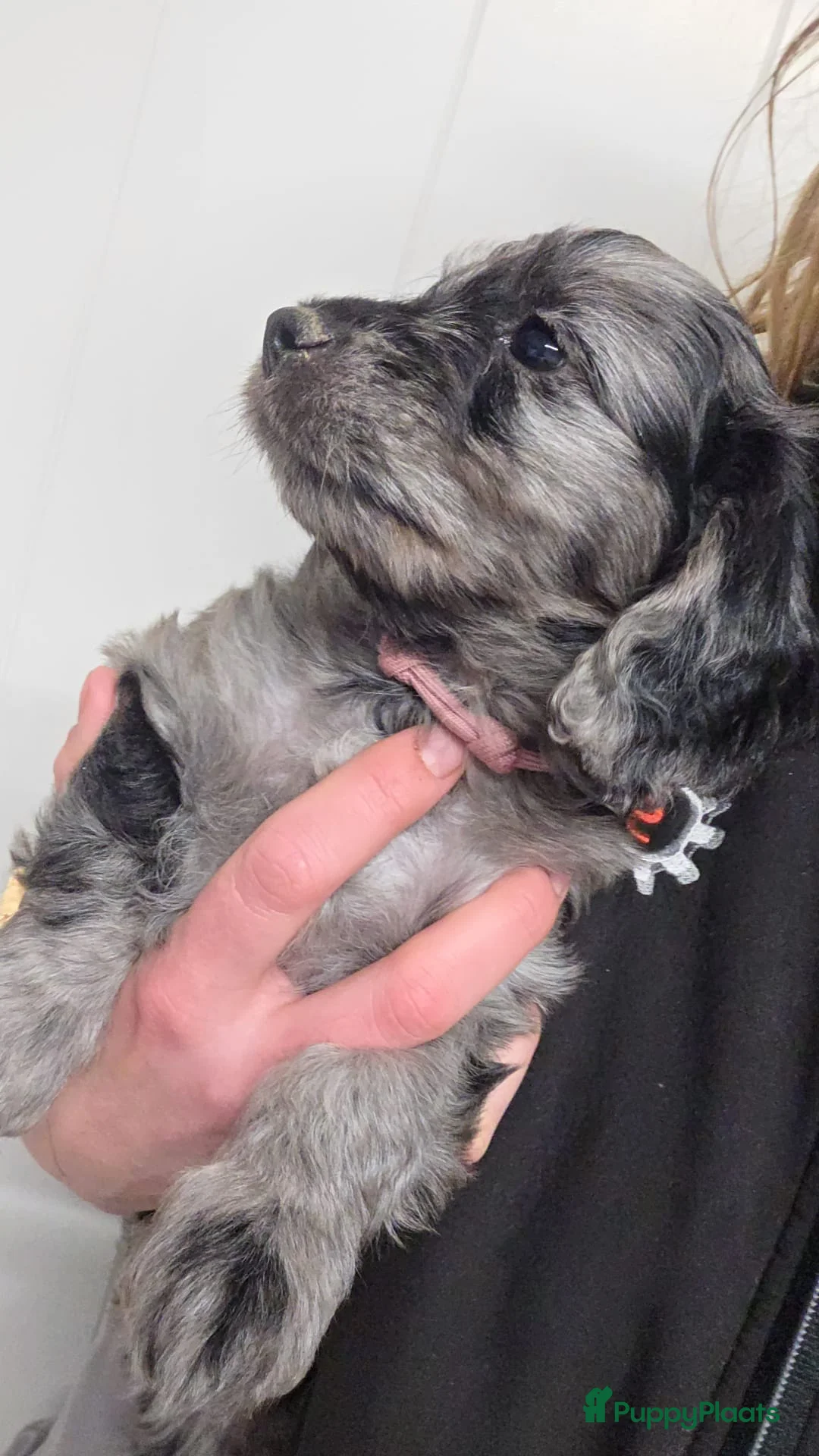 Cockapoo honden te koop: Puppy zoek een nieuw huis - Advertentie 6