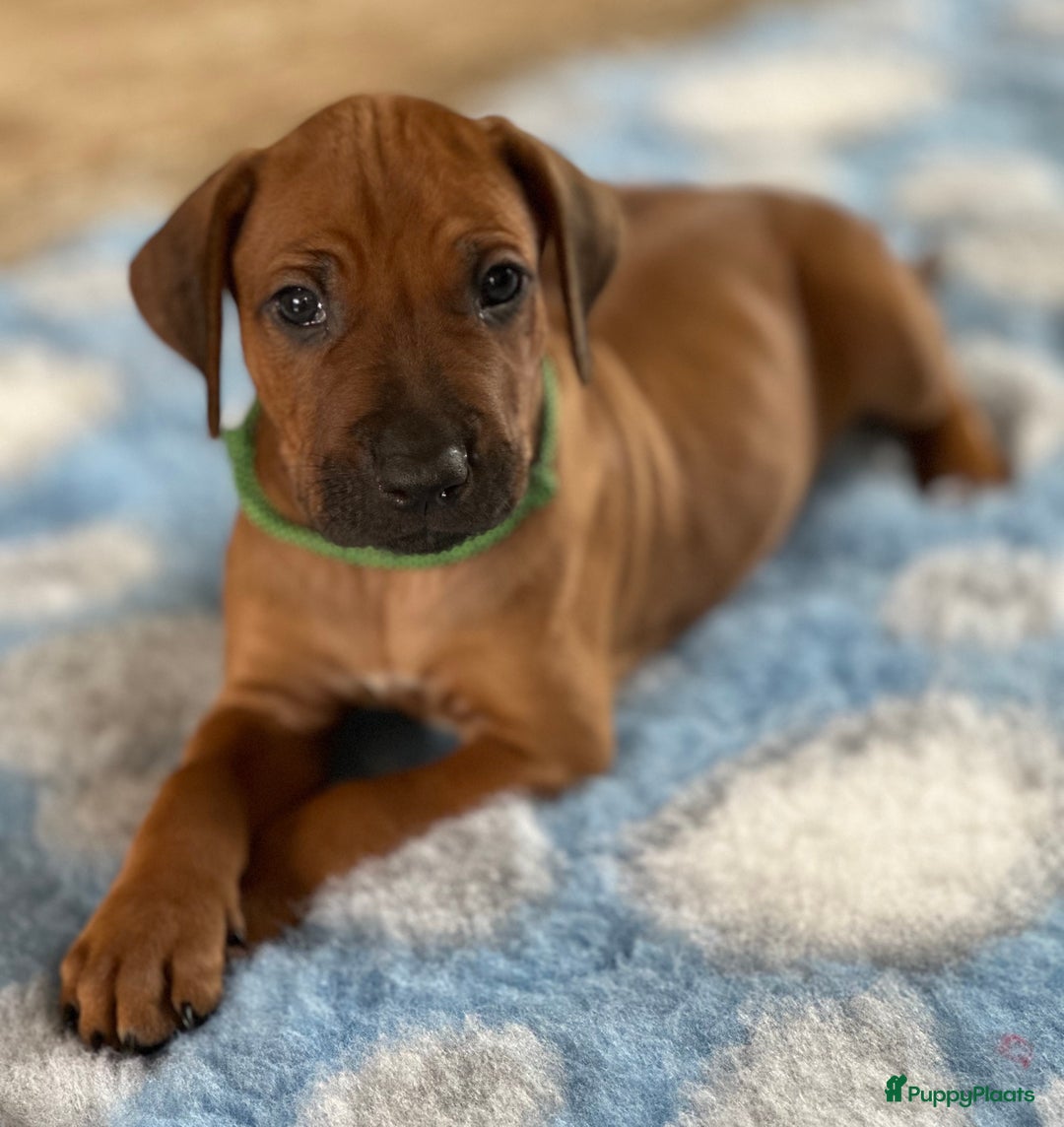 Rhodesian Ridgeback honden te koop: Prachtige en perfecte Rhodesian Ridgeback pups in Oosterbeek - Afbeelding 21
