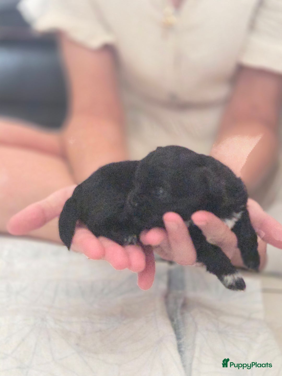 Boomer honden te koop: 4 prachtige boomerpups bes6 - Afbeelding 5