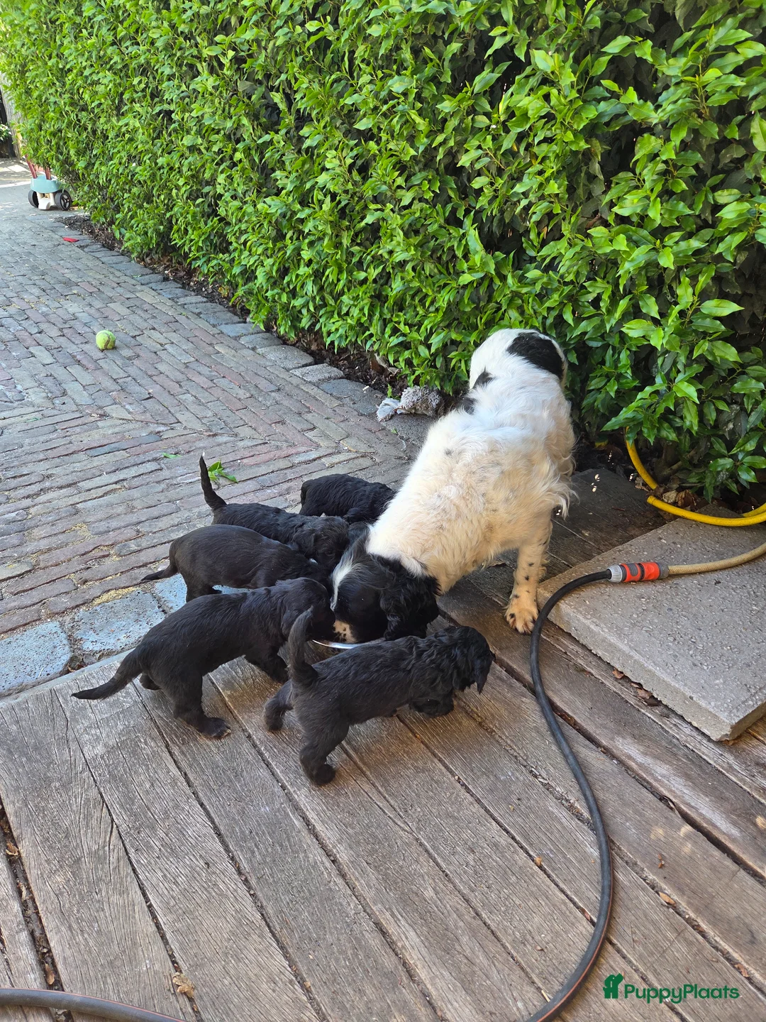 Kruising honden te koop: Sproodle pups mogen 't nest verlaten - Advertentie 2