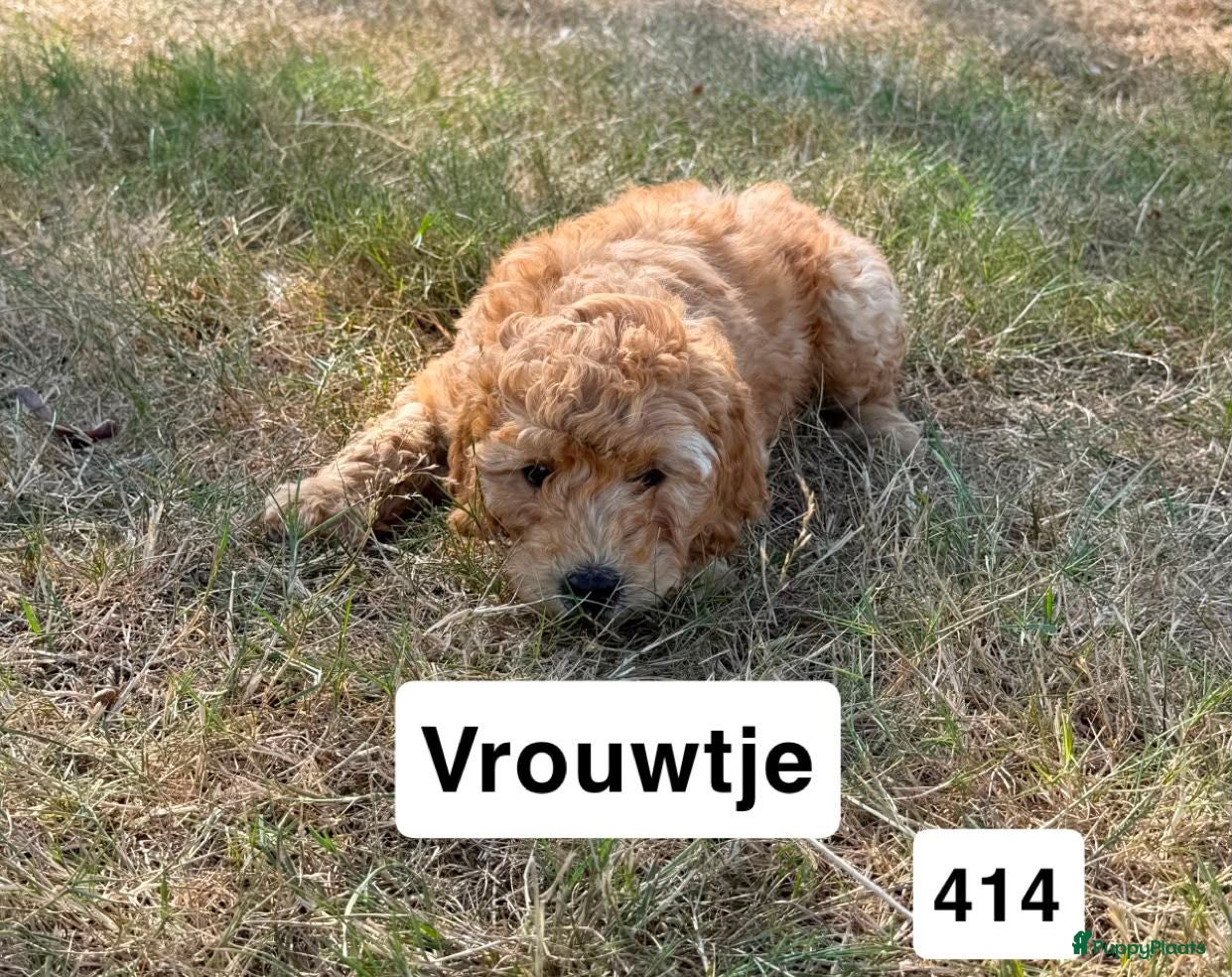 Goldendoodle honden Goldendoodles F1B - Advertentie 2