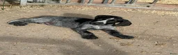 Duitse Staande Hond Draadhaar honden te koop: Pups te koop  - Advertentie 5