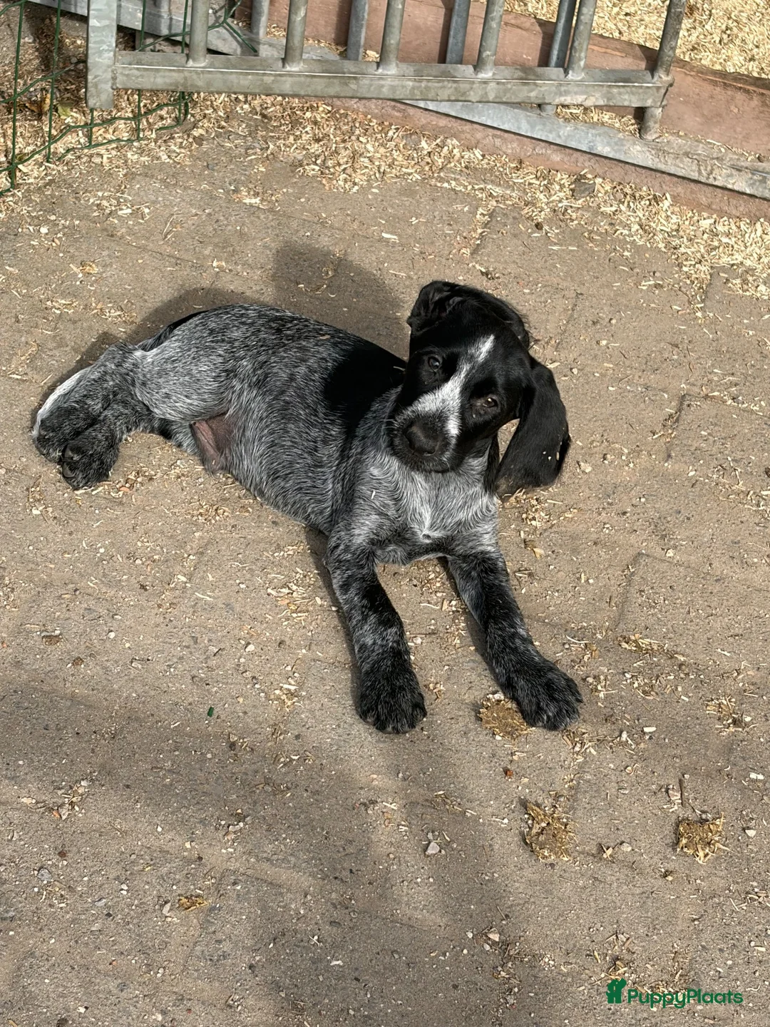 Duitse Staande Hond Draadhaar honden te koop: Pups te koop  - Advertentie 5