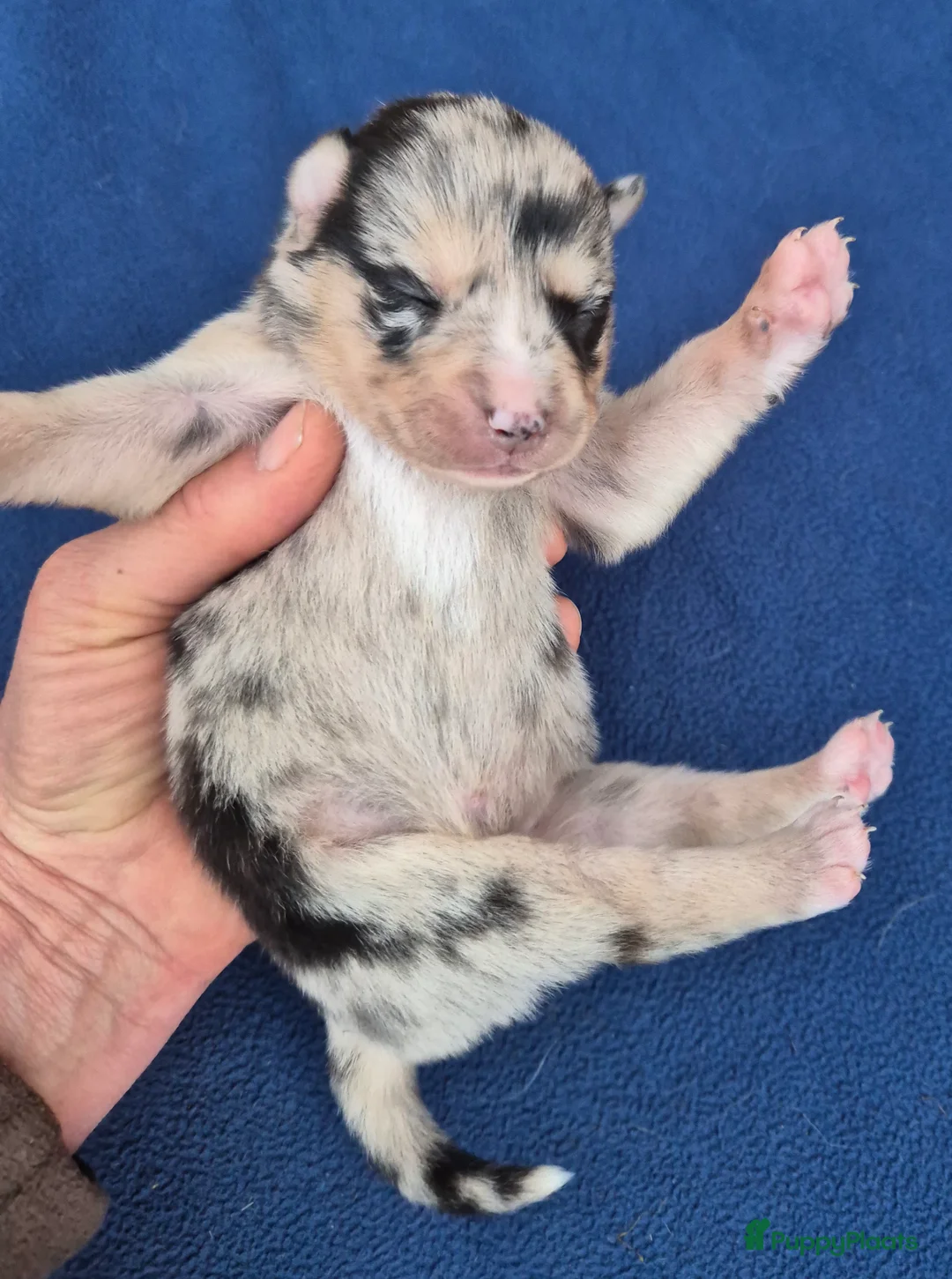 Kruising honden te koop: Australian shepherd x Pomsky (mini-aussie) - Advertentie 19