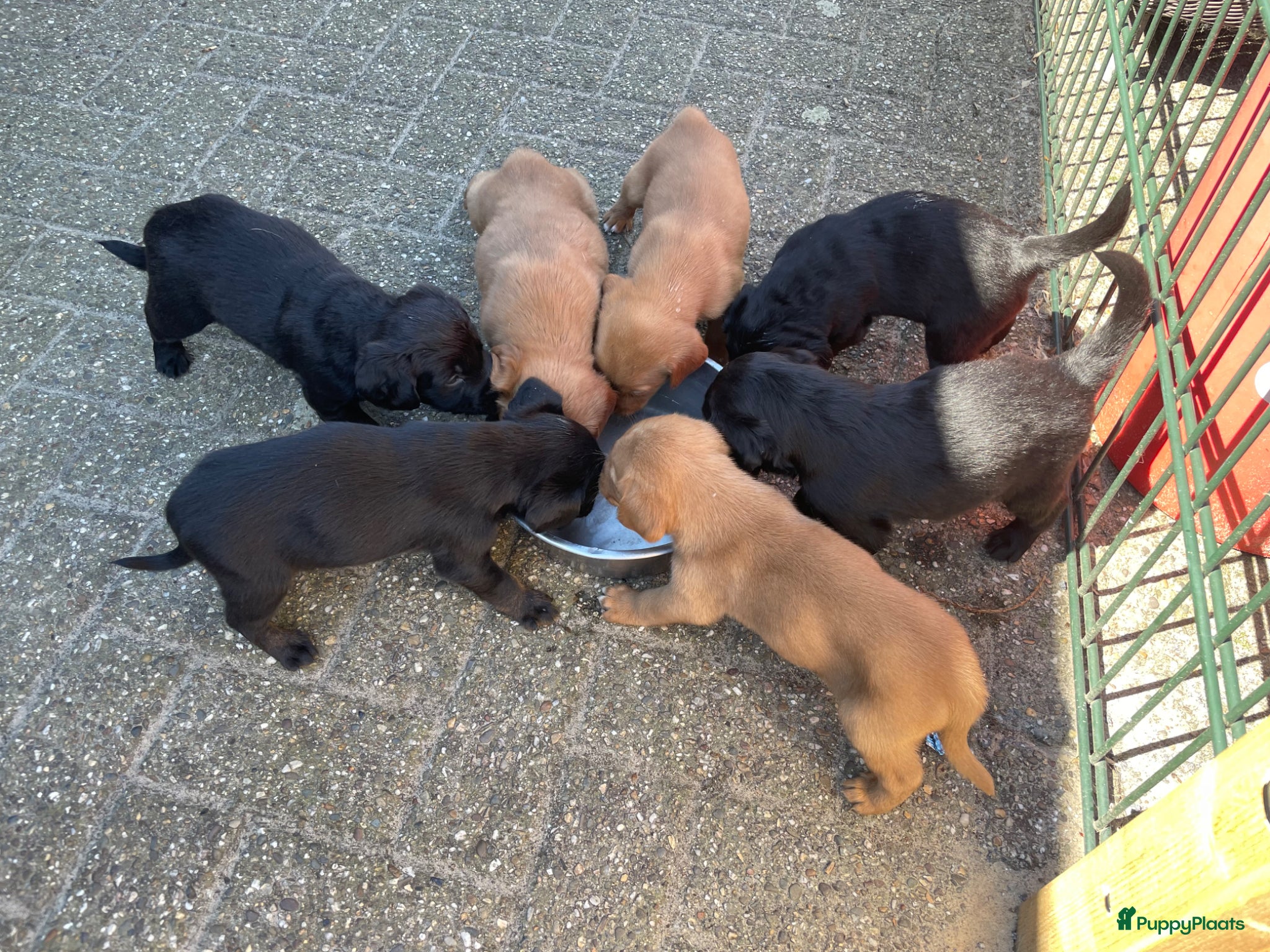 Kruising honden Kruising Labrador met Golden retriever - Advertentie 1