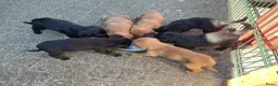 Kruising honden te koop: Kruising Labrador met Golden retriever - Advertentie 13