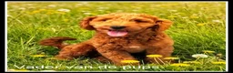 Cockapoo honden te koop: Cockapoo pups - Advertentie 5