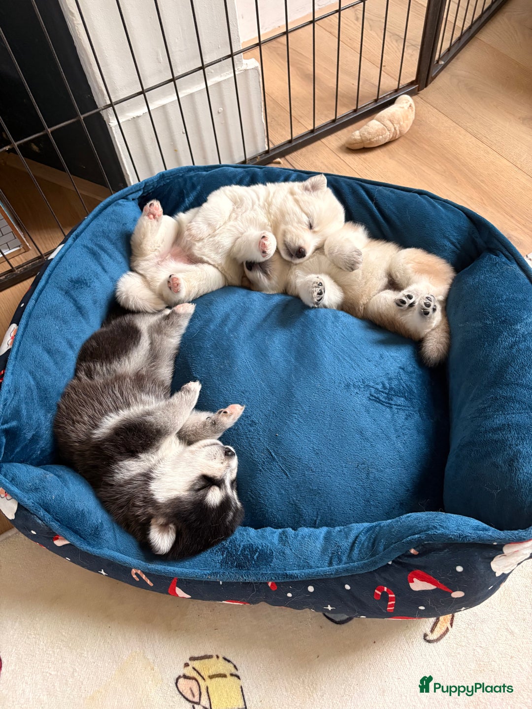 Pomsky honden te koop: 🌟 Prachtige Pomsky Pups te Koop  - Advertentie 17