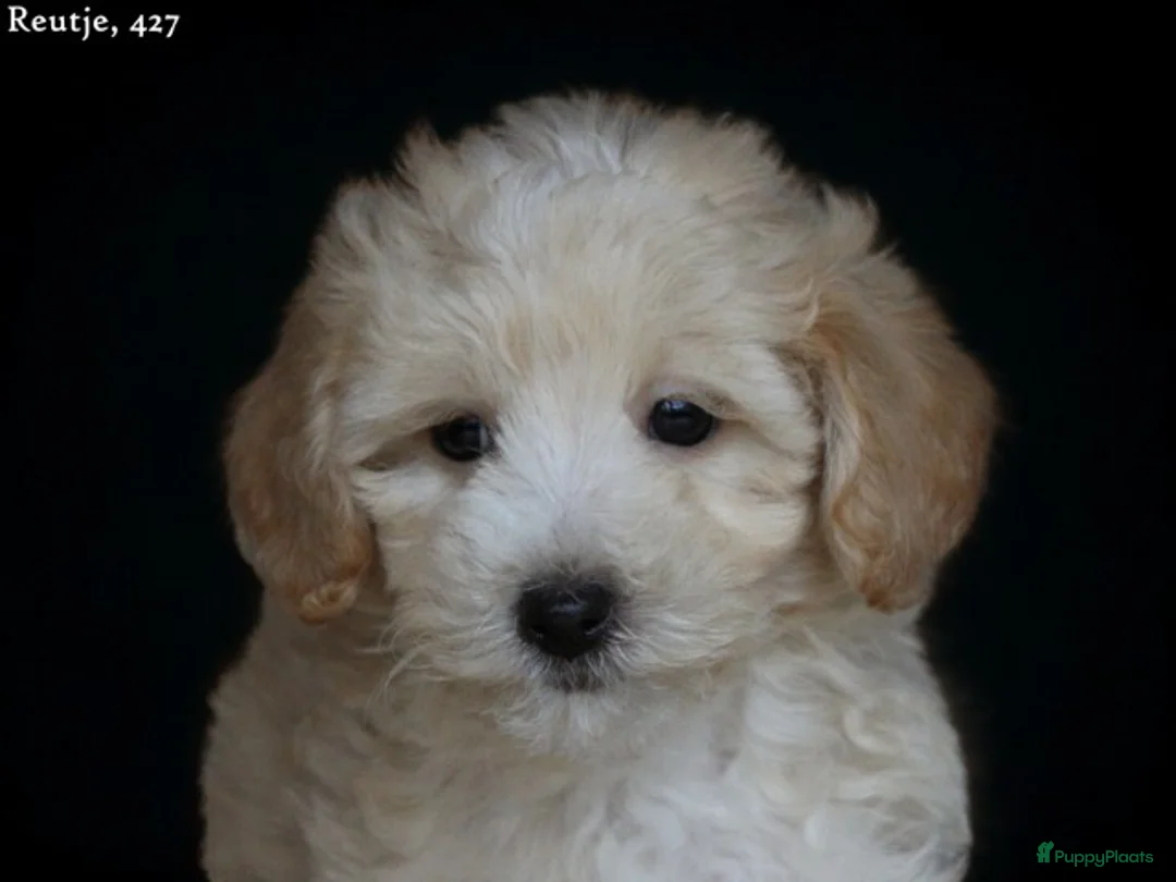 Maltipoo honden te koop: Leuke Maltipoo pups. - Advertentie 4
