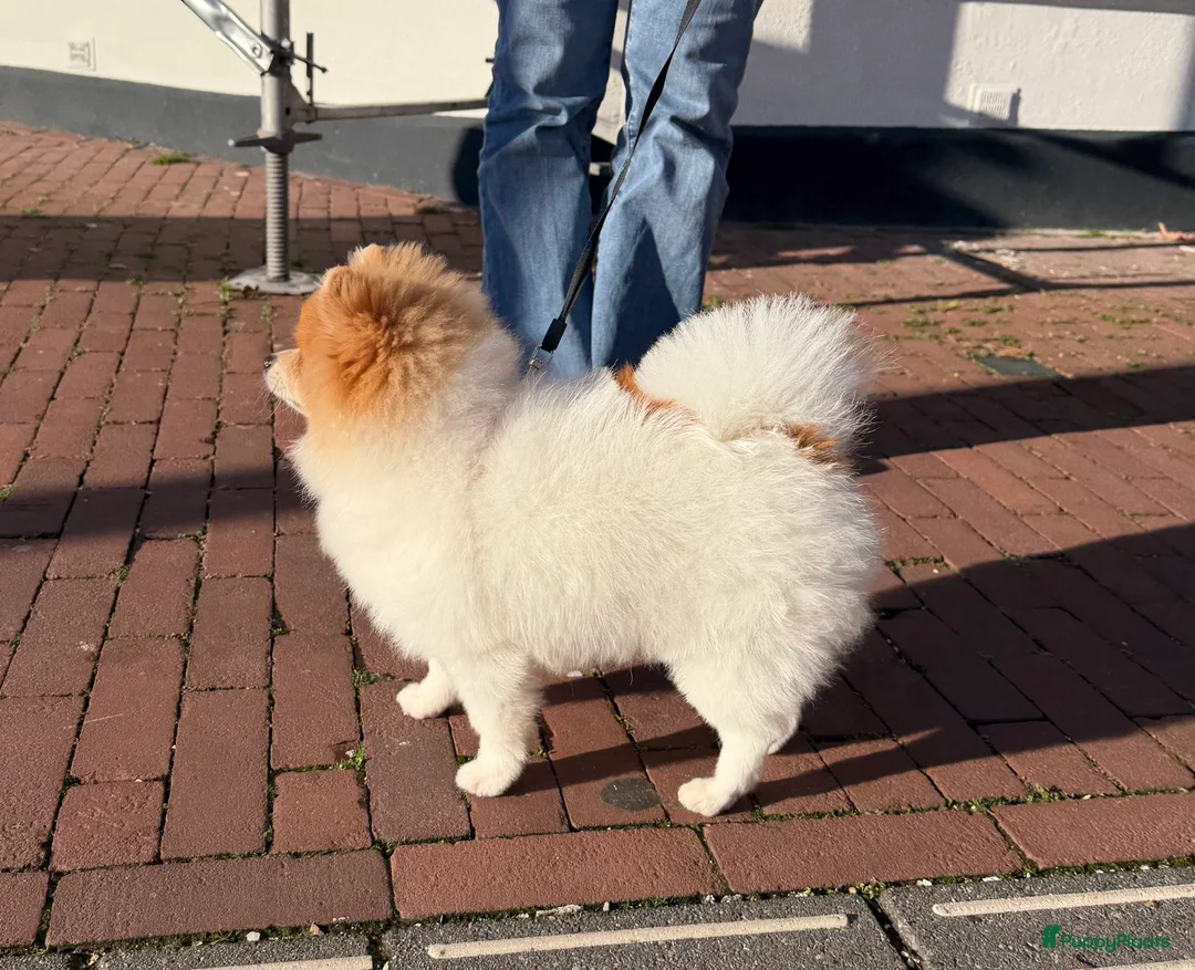 Pomeriaan honden te koop: Mikkie Pomperiaan - Advertentie 4