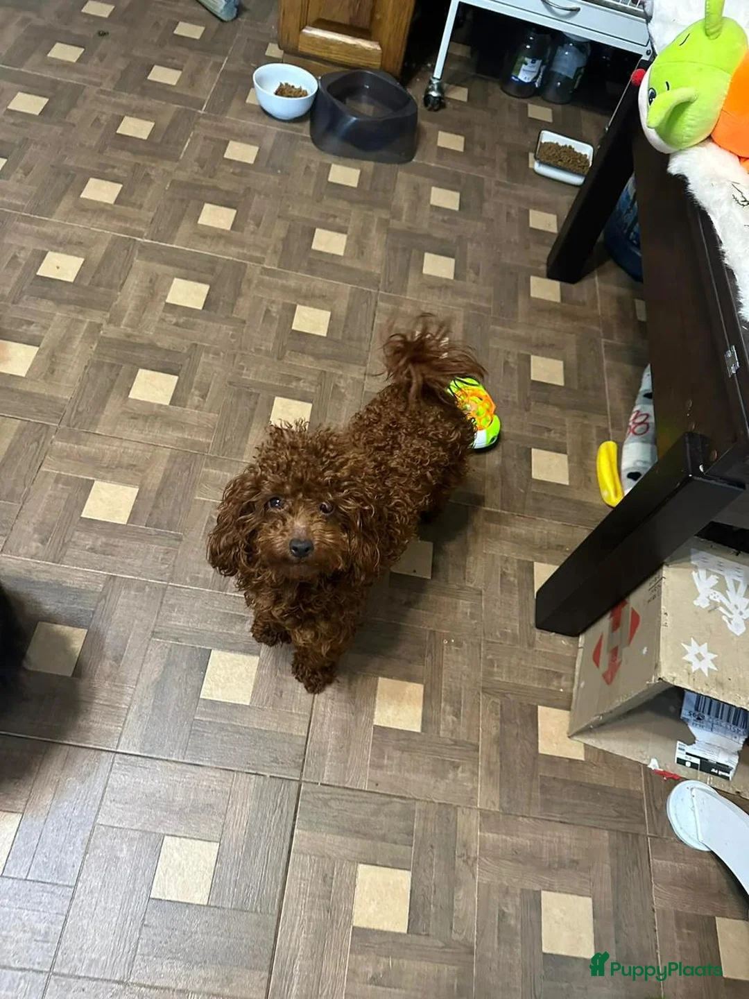 Poedel Toy honden te koop: Toypoedel pups - Advertentie 6