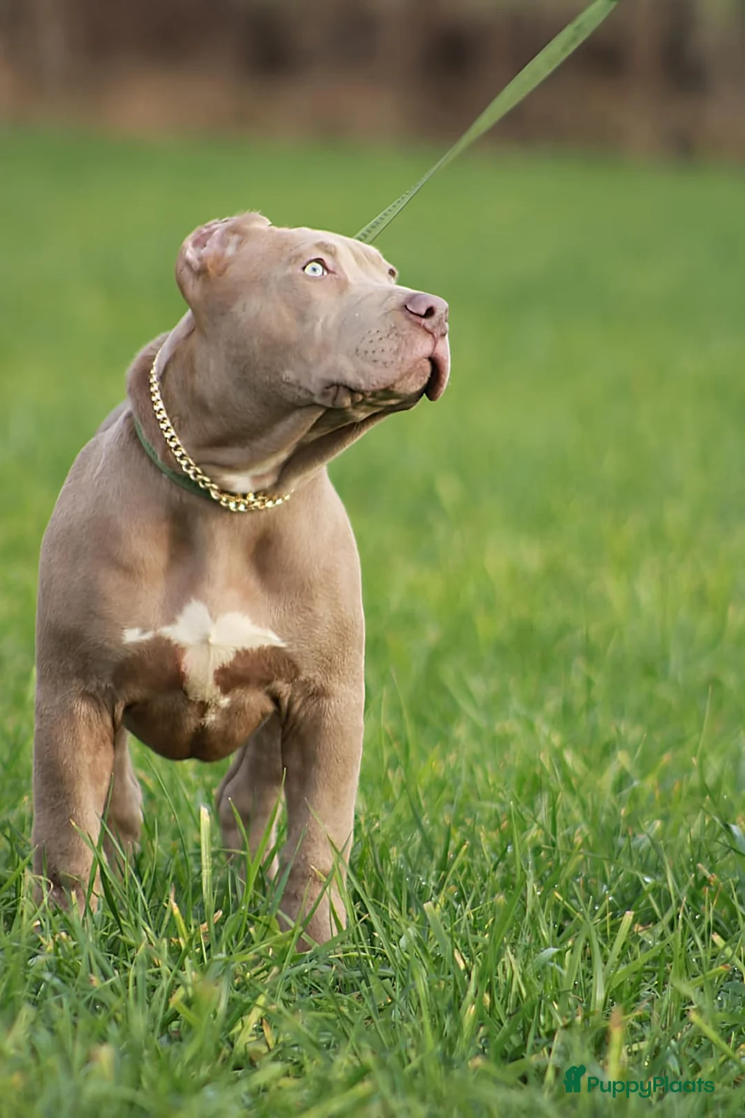 Amerikaanse Bully honden te koop: American bully XXl  - Advertentie 4