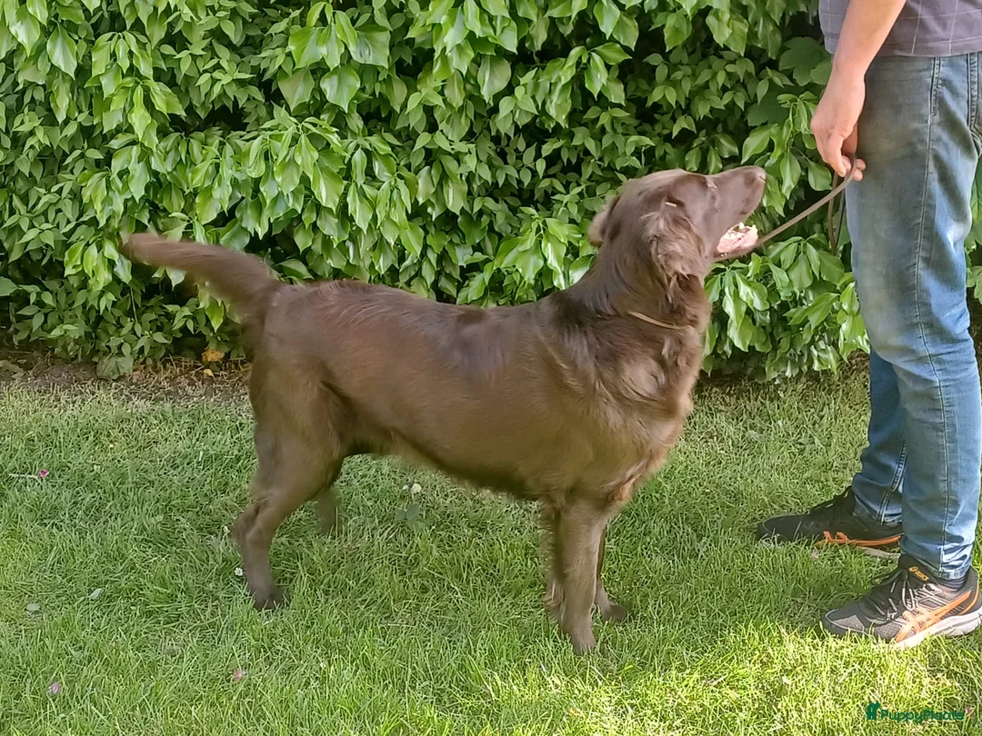 Galerij afbeelding {{count}}