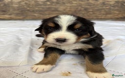 Berner Sennenhond honden te koop: Berner Sennen x Appenzeller pups te koop - Afbeelding 10