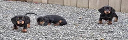 Dwergteckel honden te koop: Lieve dwergteckel pups mogen het nestje verlaten - Advertentie 2