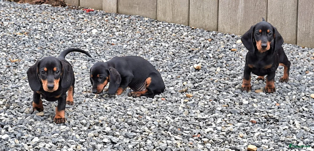 Dwergteckel honden te koop: Lieve dwergteckel pups mogen het nestje verlaten - Advertentie 2