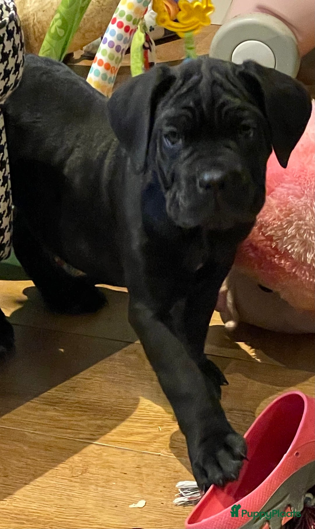 Cane Corso honden te koop: Te koop zwarte Cane corso pups met FCI stamboom  - Advertentie 6