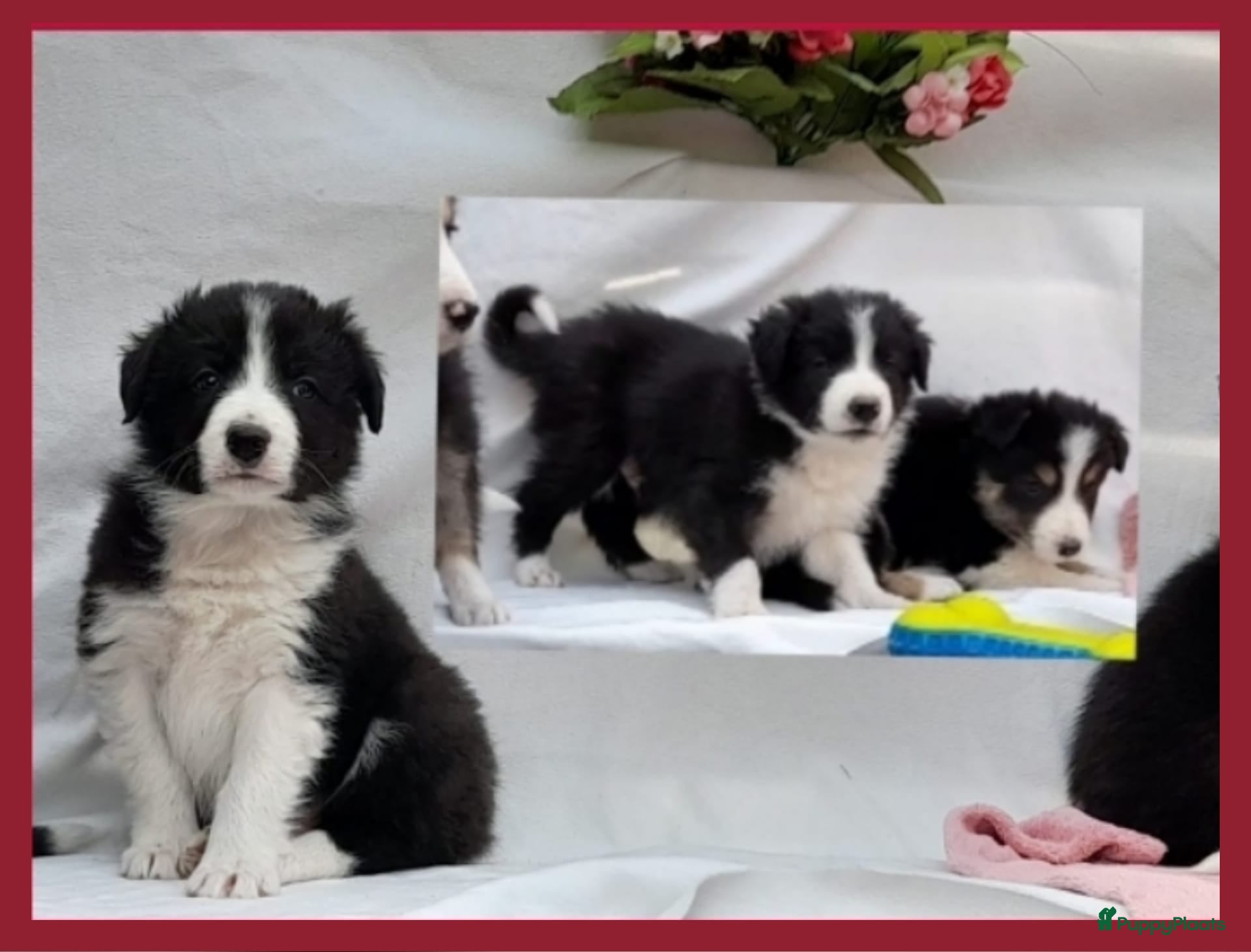 Border Collie honden Prachtige, raszuivere Border Collie pups - Advertentie 11