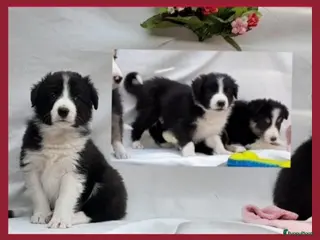 Border Collie honden Prachtige, raszuivere Border Collie pups - Advertentie 11