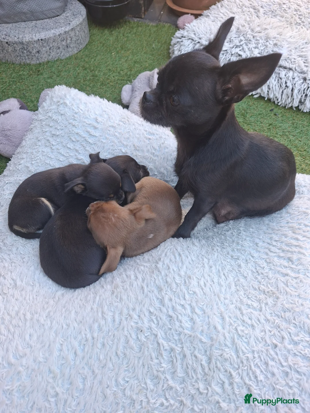 Chihuahua honden te koop: Chihuahua reutje Camel - Advertentie 5