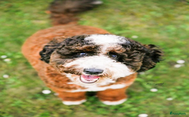 Labradoodle honden - Advertentie 5