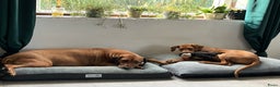 Rhodesian Ridgeback honden te koop: Rhodesian Ridgeback 7 reutjes geboren - Advertentie 1