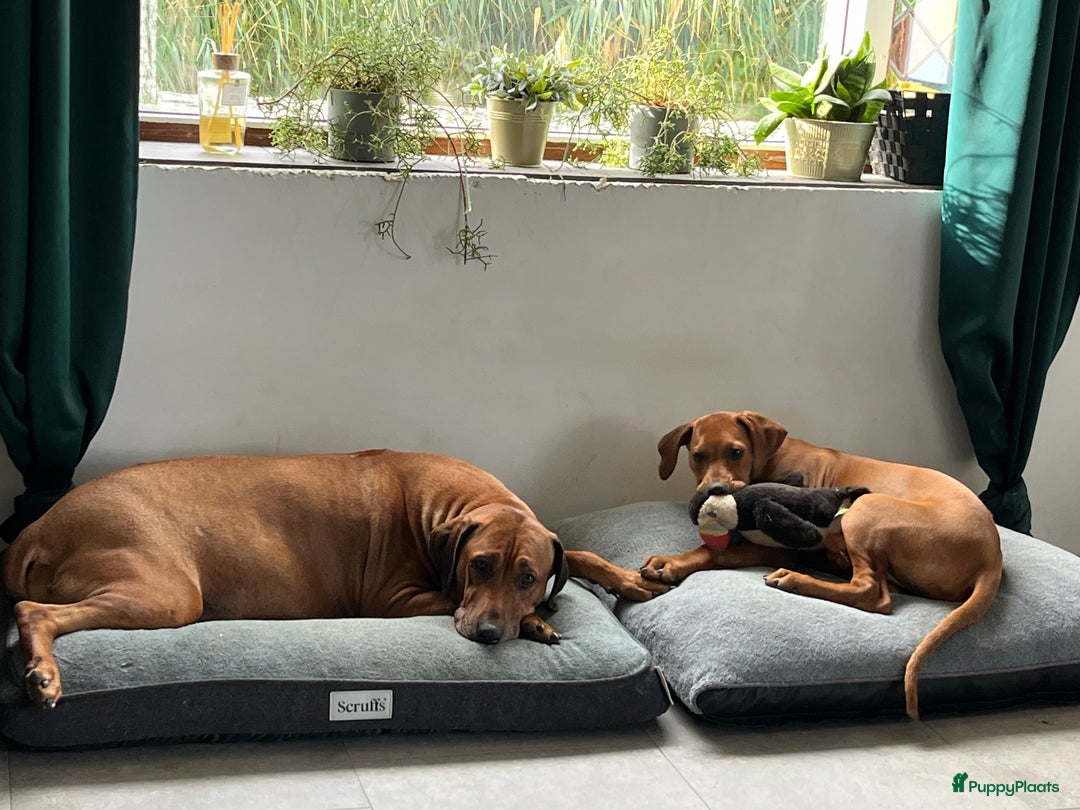 Rhodesian Ridgeback honden te koop: Rhodesian Ridgeback 7 reutjes geboren - Advertentie 1