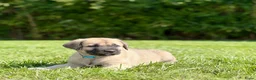 Kruising honden te koop: Golden retriever kruising pup beschikbaar  - Advertentie 4