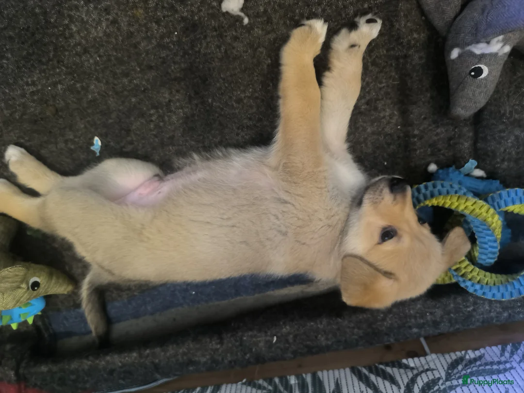 Kruising honden te koop: Tsjechoslowaakse wolfhond x Podenco-Mechel pups - Advertentie 8