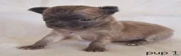Chihuahua honden te koop: Chihuahua pups - Advertentie 9