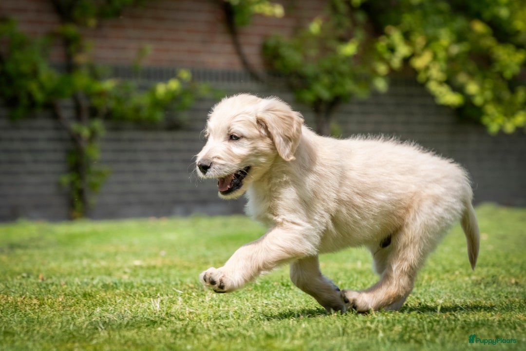 Goldendoodle honden te koop: F1 Goldendoodle pups - Afbeelding 2