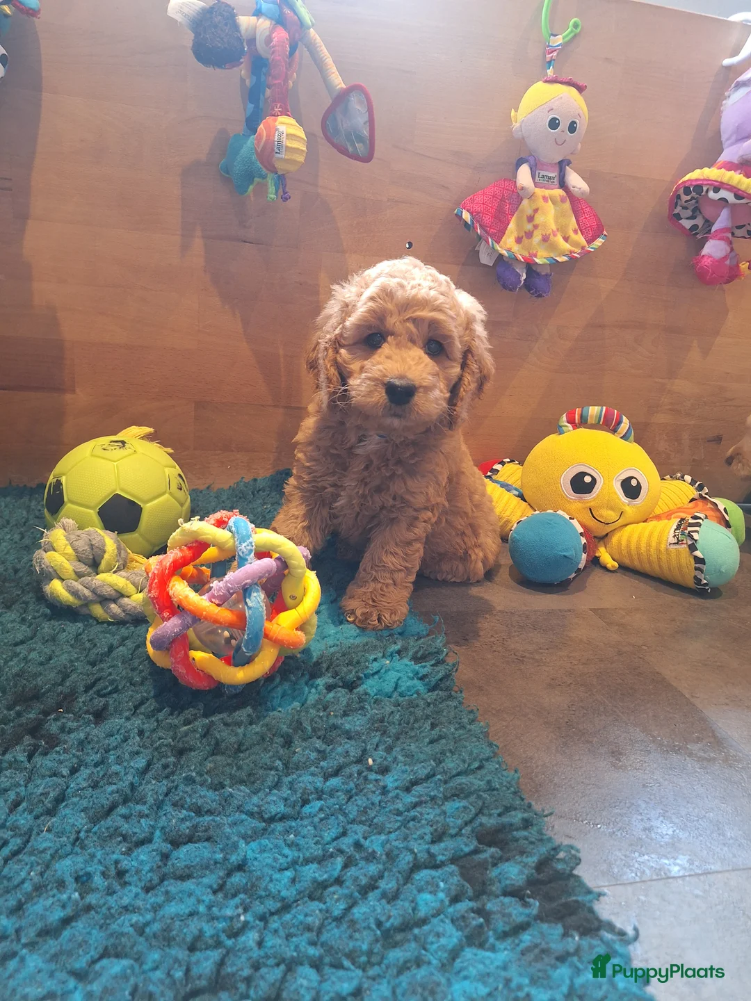 Kruising honden te koop: Australian labradoodle pups - Advertentie 12